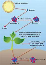 This energy converts about 21 pounds of nitrogen into radioactive carbon 14. Why Does Radioactive Dating Work Best With Igneous Rocks Url To