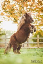 Pin On Miniature Horse
