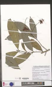 Image result for Rhabdophyllum