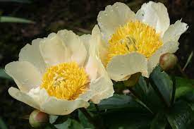 28 add to cart view details. Paeonia Claire De Lune Ballyrobert Gardens