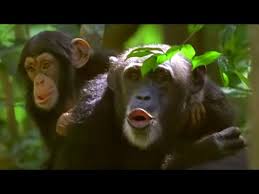 Los Humanos Y Los Primates Ck 12 Foundation
