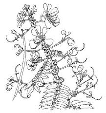 Image result for Senna petersiana