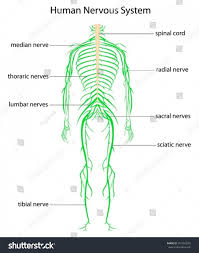 The autonomic nervous system is, in turn, divided into the sympathetic and parasympathetic nervous system. Labeled Nervous System Diagram Central Nervous System Diagram Labeled Diagram Of The Nervous System Koibana Info