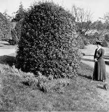 Image result for Pittosporum abyssinicum