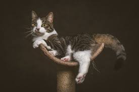 Ein sehr wirksames dieser hausmittel ist cayenne pfeffer. Sofas Und Katzen Wie Ihr Sofa Nicht Zum Kratzbaum Wird Sofa Ratgeber De