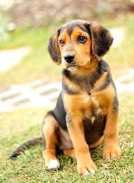 Black And Tan Beagle Pup Infographics Part 1 Katie De Capria Cute Beagles Beagle Buddies Beagle Facts