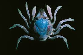 Image result for Platycoryne mediocris