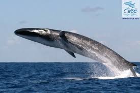 Spectacular Fin Whale Breach A Rare Sight Fin Whale Whale Ocean Creatures