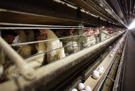 Turkey farming for meat production is more popular than egg production from turkey. Egg Shortage Amid Avian Flu Outbreak Scrambles U S Food Industries National News Us News