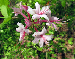 Pink Azalea Or Pinxter Flower Rhododendron Periclymenoides Photograph Taken Near Renfrew Pennsylvania Ma Flower Identification Pink Azaleas Large Flowers