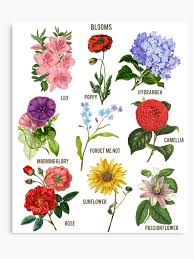 Vintage Blooms Botanical Flower Floral Chart Canvas Print