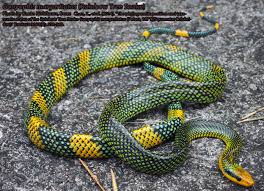 Snakes R Snakes Snake Pet Snake Reptiles And Amphibians