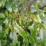 Image result for Diospyros abyssinica