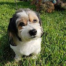 Proven tips from dog experts that has worked for more than 875,000 dog owners worldwide. Available Pets At Dachshund Rescue South Florida In Weston Florida Small Dog Rescue Dog Rescue Shelters Pet Adoption