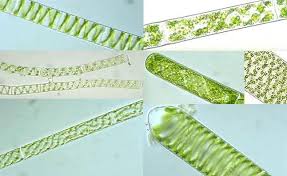 Chlorophyta Volvox Bio 182 Lab Final Practical Flashcards Lab Image Flashcards Spheres