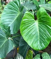 Plant Studio Mnl On Instagram Got This From Manila S Aroid Queen Tita May Philodendron Eximium Saw Her Last 2019 Liked He In 2020 Philodendron Plants Plant Leaves