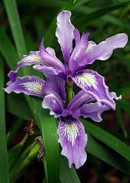 Wild Iris Iris Flowers Amazing Flowers Beautiful Flowers