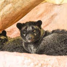 Want to discover art related to musang? Tier Der Woche Philippinen Musang Aus Dem Dortmunder Zoo Radio 91 2