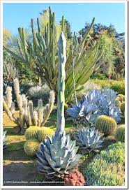 Grafted cactus gymnocalycium & hylocereus. Huntington Desert Garden Agaves Cacti And Other New World Succulents Succulent Landscaping Succulent Landscape Design Planting Succulents