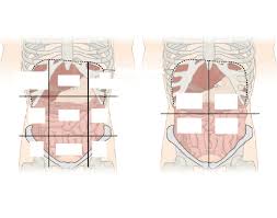The following is a list of the organs in the four quadrants. Abdominopelvic Regions Quiz