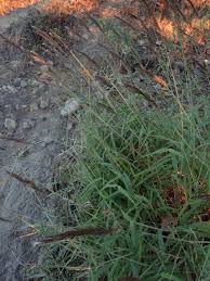 Image result for Sorghastrum incompletum