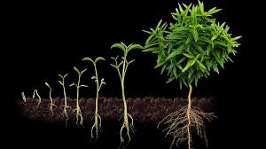 See more ideas about plant bud, plants, planting flowers. The Secrets To Maximum Yield And Harvesting Big Buds Part 3 Of 3