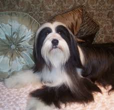 Domani Tibetan Terriers Home Photo 1 Tibetan Terrier Long Haired Dogs Dog Images