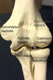 Wegen dieser gegebenheit ist list mitglied im zipfelbund. Anatomie Und Funktion Des Ellenbogen St Josefs Hospital Wiesbaden