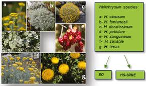Image result for Helichrysum aureo-nitens