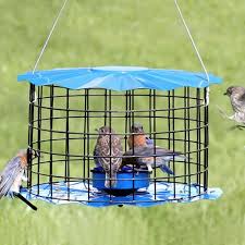 Bird Feeders For Small Birds Amazon Bluebird Feeder Caged Bird Feeders Bird Feeders Birds