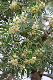 Image result for Acacia burkei