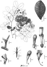 Image result for Cathormion altissimum