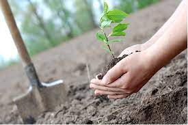 Elma tarım olarak, yıllardan beri modern ve sık dikim meyve yetiştiriciliğinin öncülüğünü yapmaktayız. Fidan Secimi Ve Dikim Zamani