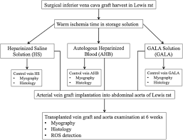 The aorta starts at the ascending aorta and curves via the aortic arch. Do Storage Solutions Protect Endothelial Function Of Arterialized Vein Graft In An Experimental Rat Model Journal Of Cardiothoracic Surgery Full Text