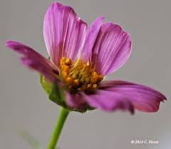 Nature In Verse The Life Of A Cosmos A Photo Essay Photo Essay Cosmos Photo