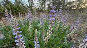 Image result for Orthochilus ruwenzoriensis