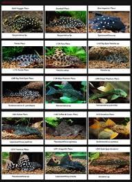 53 best pleco fish images pleco fish plecostomus