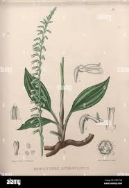 Image result for Eulophia galeoloides