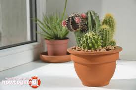 Here are the main things that you need to consider when caring for. How To Care For A Cactus At Home How To Care For Cactus The Secrets Of Growing At Home Cacti And How To Care For Them