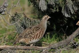 We did not find results for: Grey Partridge Birdwatch Ireland