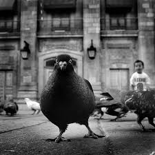 Birds Eye View Photography Black And White Mexico Black And White Photography Photography Pet Portraits
