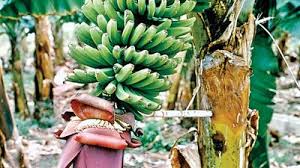 Image result for Musa acuminata