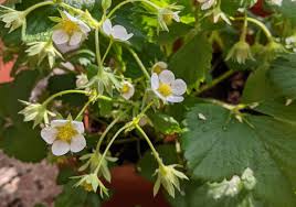 Image result for květopas jahodníkový