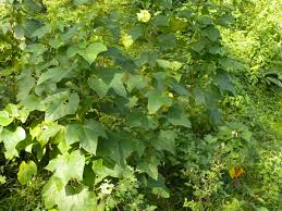 Image result for Azanza lampas