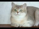British Shorthair - Wikipedia