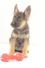 Interessenten sollten in jedem fall ihren welpen nur bei anerkannten züchtern kaufen. Sandy Deutscher Schaferhund Welpe Zu Verkaufen Welpen Kaufen