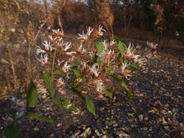 Image result for Baissea