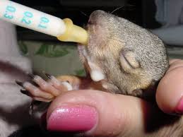How To Care For A Newborn Baby Squirrel Newborn Baby
