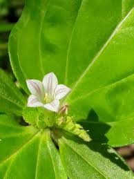 Image result for Loganiaceae