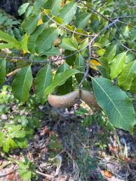 Image result for Pteleopsis anisoptera